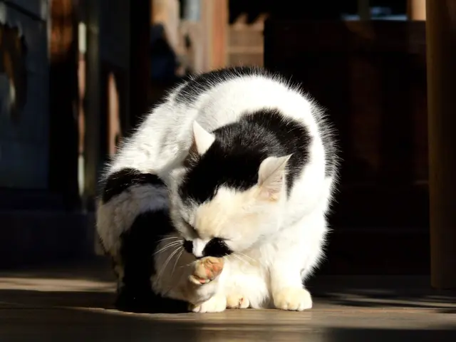 いきいきペット撮影