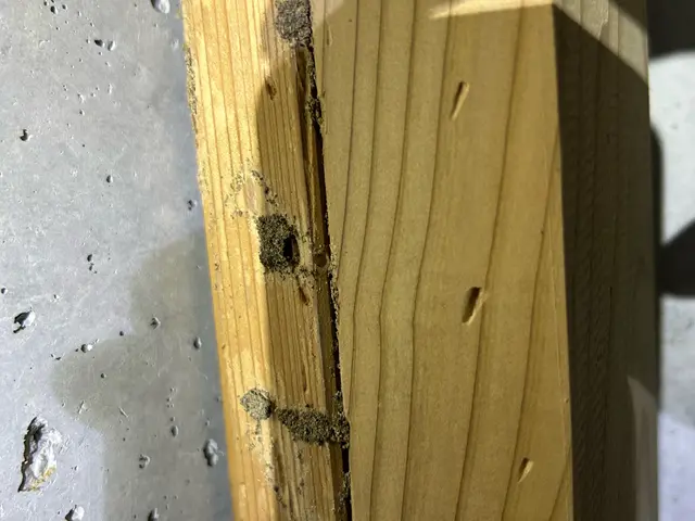 【羽の生えたアリが大量】あなたの「困った」を当社スタッフが全力で解決します！サービスの画像