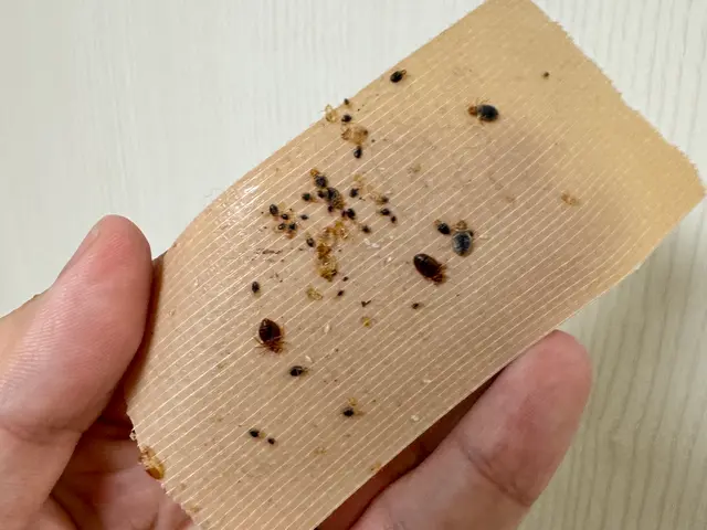 ＜トコジラミ専門駆除＞間取り毎の一律料金！　虫が不明な場合も是非お問合せ下さい！サービスの画像