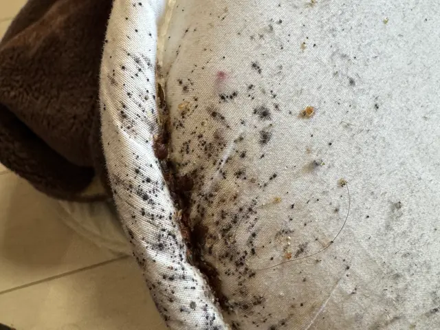 ＜トコジラミ専門駆除＞間取り毎の一律料金！　虫が不明な場合も是非お問合せ下さい！サービスの画像