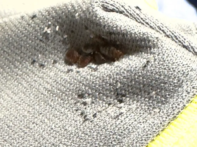 ＜トコジラミ専門駆除＞間取り毎の一律料金！　虫が不明な場合も是非お問合せ下さい！サービスの画像