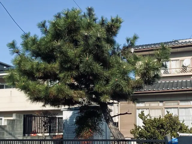 庭師専業✂【相見積の自信アリ】サービスの画像