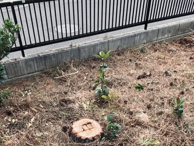 庭師専業✂【相見積の自信アリ】サービスの画像