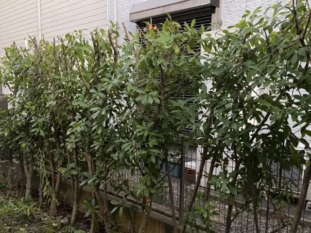 植え込み・生垣の剪定　どんな状態でもお気軽にご相談ください！サービスの画像