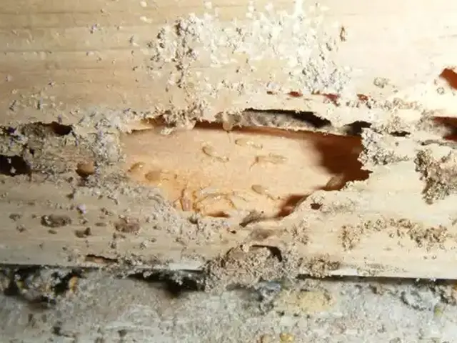 白アリ駆除歴10年以上の有資格者多数在籍【事前見積り無料】【事前調査可サービスの画像