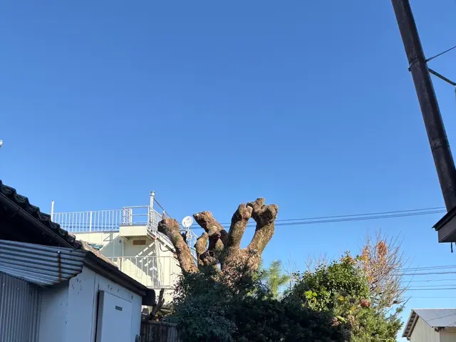 植木の剪定サービスの画像