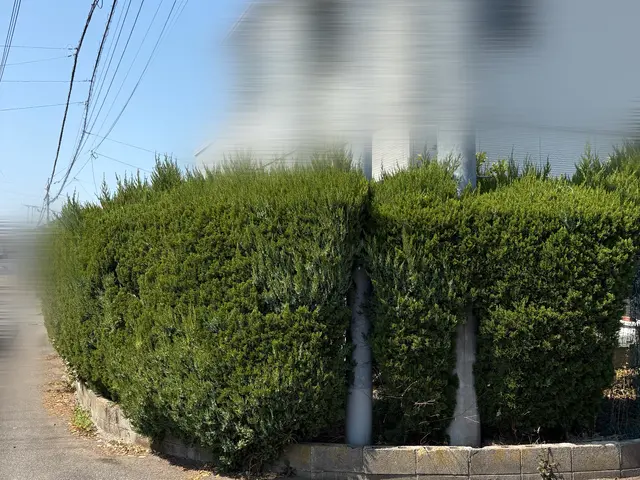 植木の剪定サービスの画像