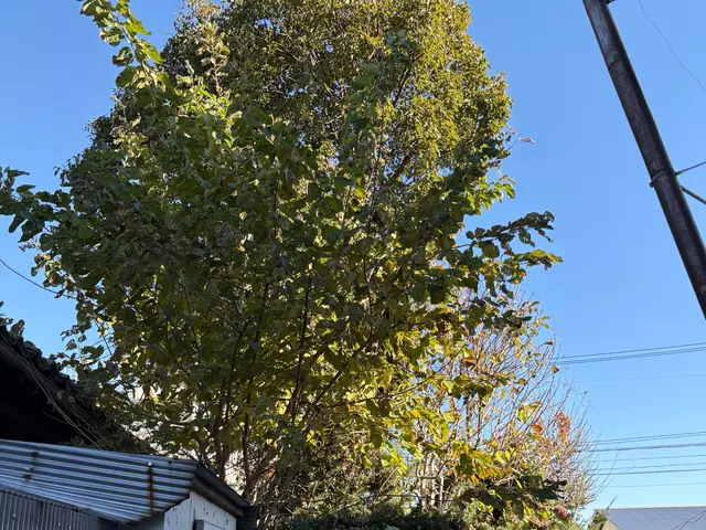 植木の剪定サービスの画像