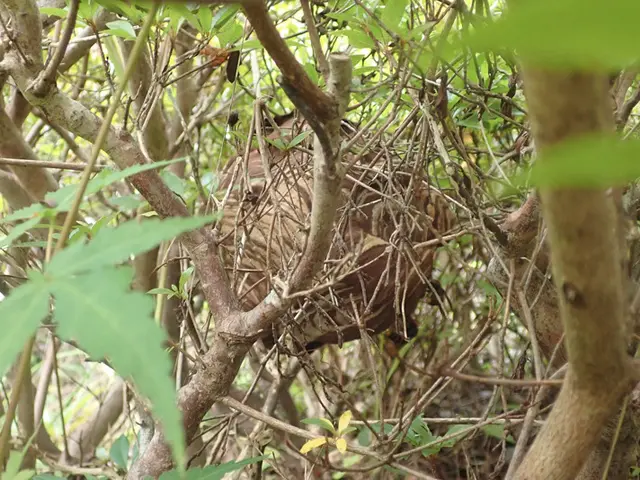 【ハチ駆除専門店】滋賀県内は最短当日にお伺いします！サービスの画像
