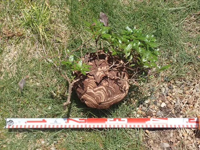 【ハチ駆除専門店】滋賀県内は最短当日にお伺いします！サービスの画像