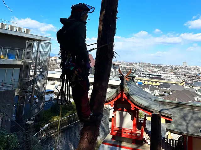 ★業歴11年★年間1000本以上伐採★高木もご相談下さい★ツリークライミング技術サービスの画像