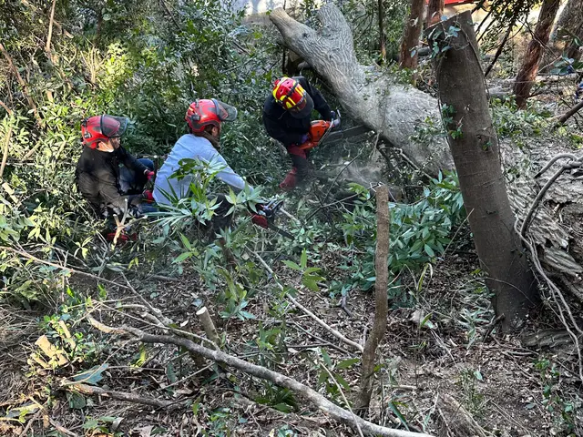 ★業歴11年★年間1000本以上伐採★高木もご相談下さい★ツリークライミング技術サービスの画像