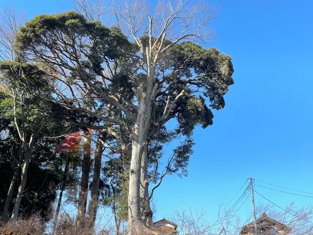 ★業歴11年★年間1000本以上伐採★高木もご相談下さい★ツリークライミング技術サービスの画像