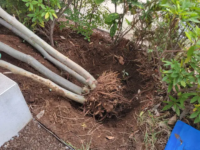 [お見積り無料]お庭を明るく変身させる伐採抜根。高木、太い幹もお任せください！サービスの画像