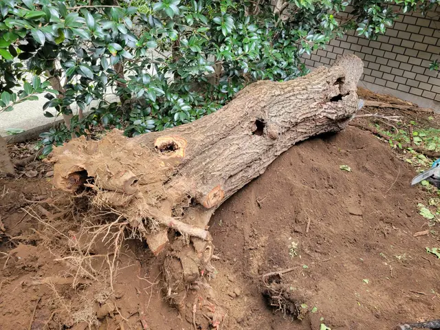 [お見積り無料]お庭を明るく変身させる伐採抜根。高木、太い幹もお任せください！サービスの画像