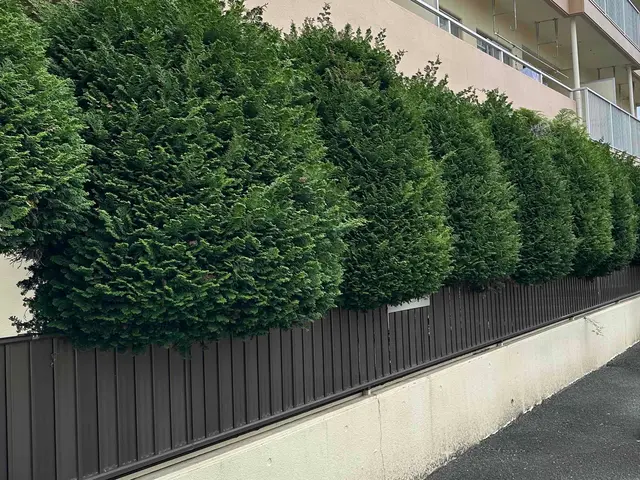 【豊川市から伺います！】生垣剪定、刈り込みご相談ください。サービスの画像