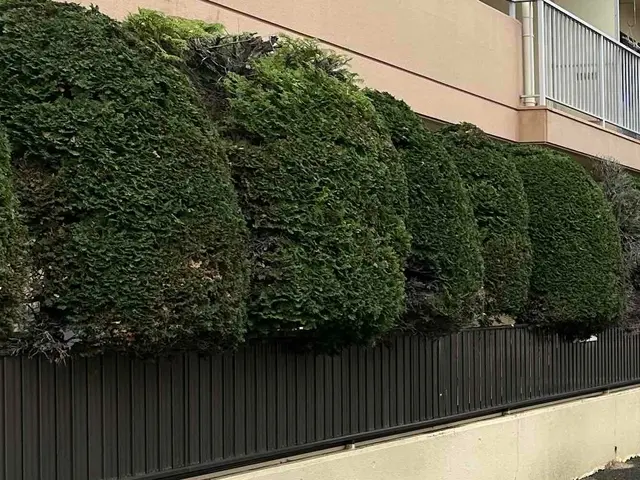 【豊川市から伺います！】生垣剪定、刈り込みご相談ください。サービスの画像