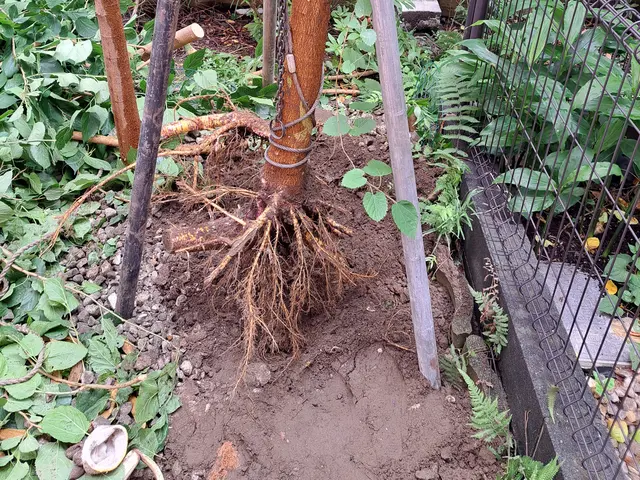 エリア担当が伺います！最短当日！倒木する前に撤去しましょう！サービスの画像