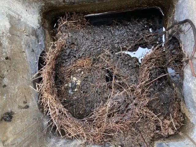 汚水枡の洗浄、排水管の汚れを高圧洗浄清掃、室内各排水管洗浄または薬剤洗浄。サービスの画像