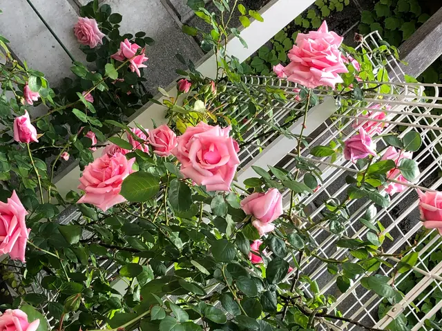 お客様の大事な　お花　植木　植物の　水やり代行お任せください！サービスの画像