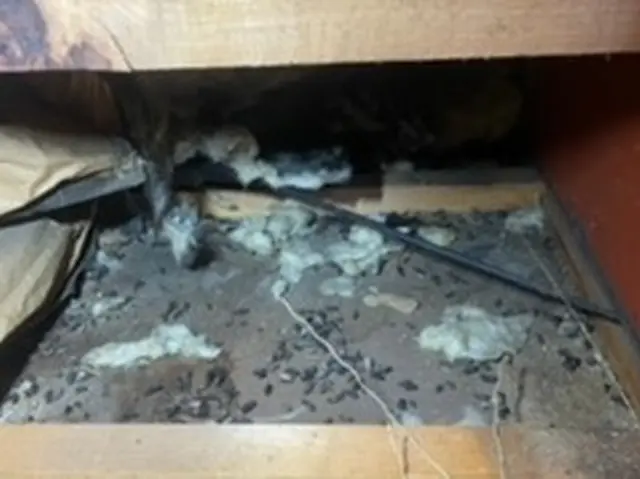 【完全駆除】目指し根本的な解決策をご提案！完全自社施行！家を害獣からバリア☆サービスの画像