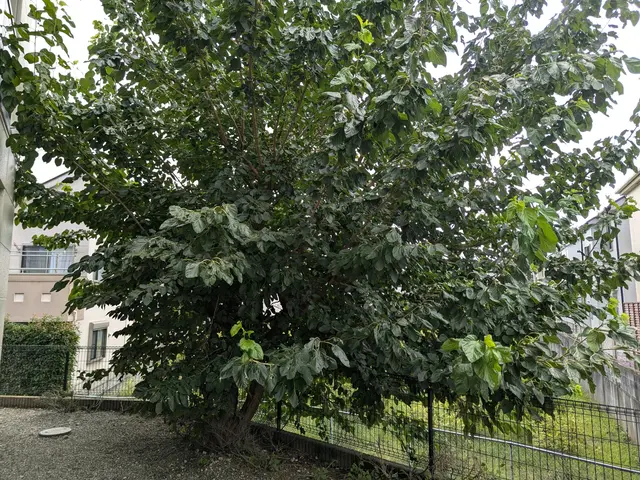 庭木の伐採、抜根承ります。ご気軽にご相談下さい。サービスの画像