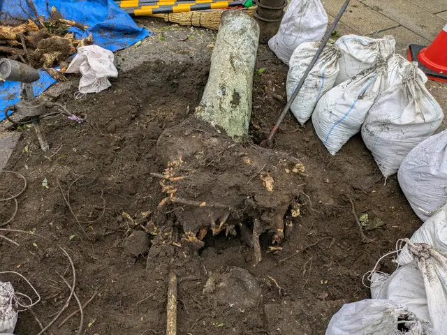 庭木の伐採、抜根承ります。ご気軽にご相談下さい。サービスの画像