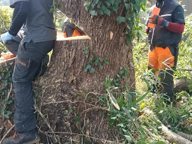 経験27年超のプロが手際よく仕上げる、お庭のケアサービスの画像