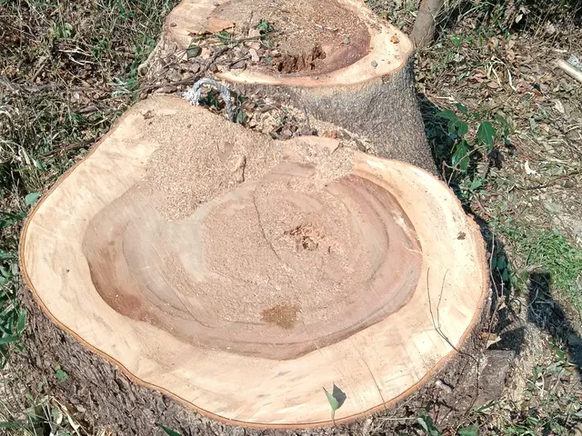 経験27年超のプロが手際よく仕上げる、お庭のケアサービスの画像