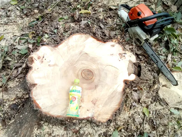 ☆庭木の剪定・伐採・抜根・草刈り作業　お任せください。　損害保険加入済みで安心◎サービスの画像