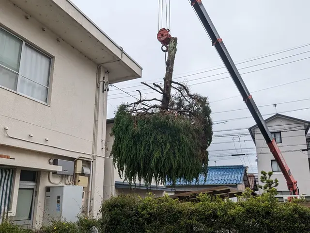 ☆庭木の剪定・伐採・抜根・草刈り作業　お任せください。　損害保険加入済みで安心◎サービスの画像