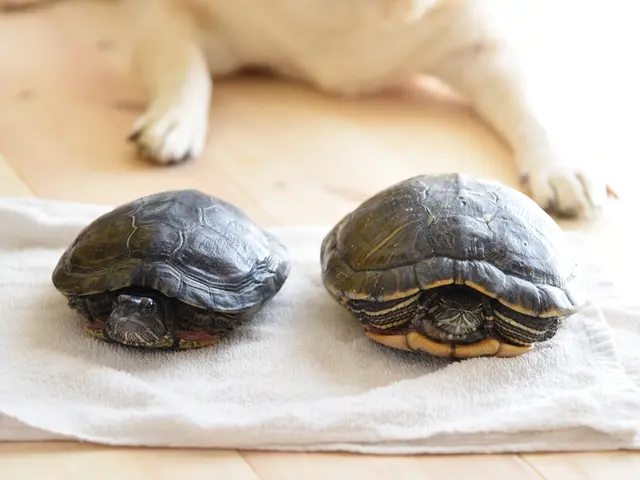 ペットちゃんとの大切な日々を残しましょう！