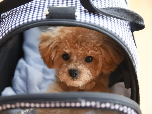 ペットちゃんとの大切な日々を残しましょう！