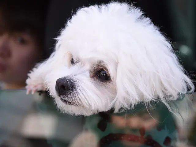 ペットちゃんとの大切な日々を残しましょう！