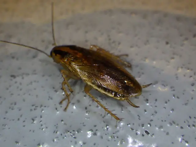 いすみ市から伺います！駆除実績2000件以上！作業外注一切ありません。サービスの画像