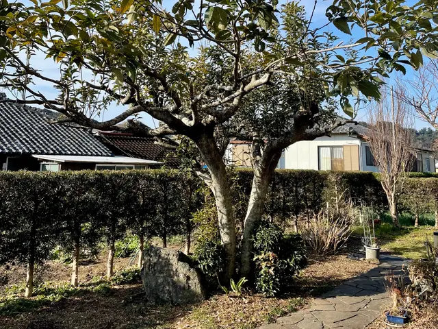 庭木伐採、年中承ります！剪定費用を抑える事ににも繋がります！サービスの画像