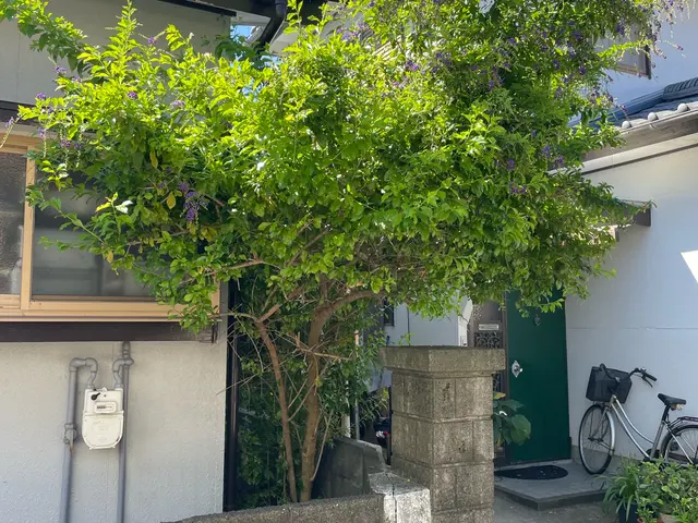 庭木伐採、年中承ります！剪定費用を抑える事ににも繋がります！サービスの画像