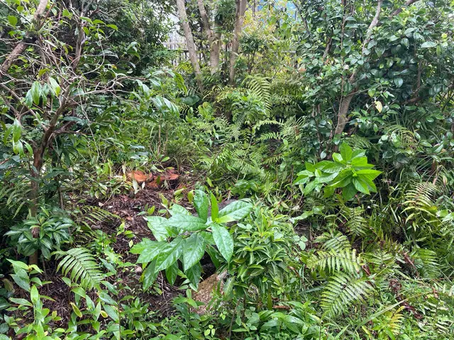 庭木伐採、年中承ります！剪定費用を抑える事ににも繋がります！サービスの画像