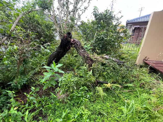 庭木伐採、年中承ります！剪定費用を抑える事ににも繋がります！サービスの画像