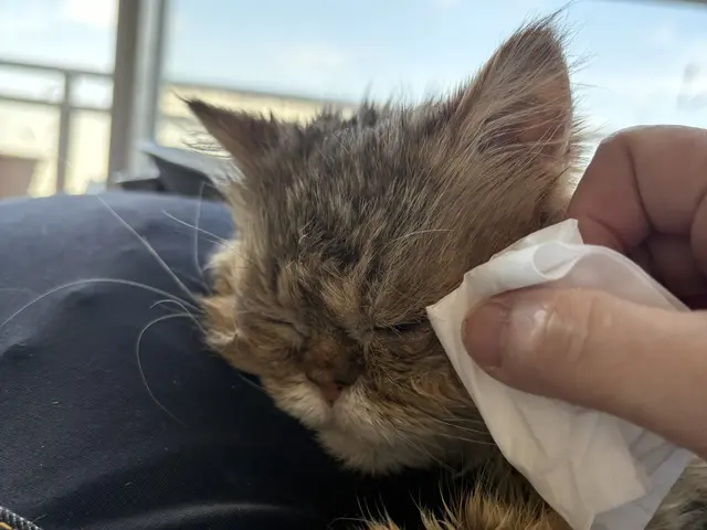 新規出店キャンペーン中！保護猫活動や大手シッターでの豊富な経験あり❣サービスの画像