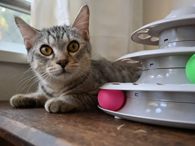 新規出店キャンペーン中！保護猫活動や大手シッターでの豊富な経験あり❣サービスの画像