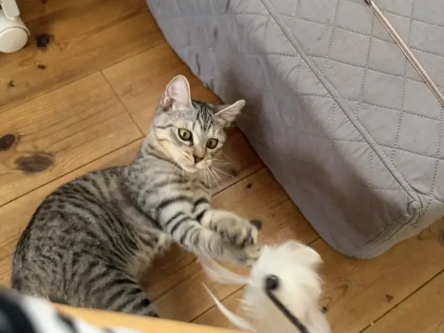 新規出店キャンペーン中！保護猫活動や大手シッターでの豊富な経験あり❣サービスの画像