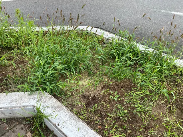 業界歴19年のお花がプロが手作業で草むしりします！サービスの画像