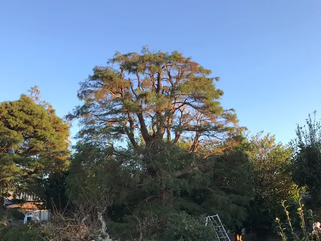 鴻巣の植木屋さん！２児のパパです！国家資格【１級造園施工管理技士】保有サービスの画像