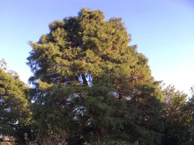 鴻巣の植木屋さん！２児のパパです！国家資格【１級造園施工管理技士】保有サービスの画像