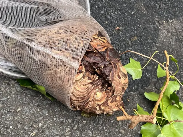 【依頼〜駆除まで迅速対応‼︎】丁寧な蜂の巣駆除で安心と満足をお届けします！サービスの画像