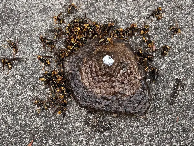 【依頼〜駆除まで迅速対応‼︎】丁寧な蜂の巣駆除で安心と満足をお届けします！サービスの画像