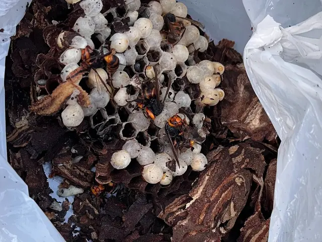 【依頼〜駆除まで迅速対応‼︎】丁寧な蜂の巣駆除で安心と満足をお届けします！サービスの画像