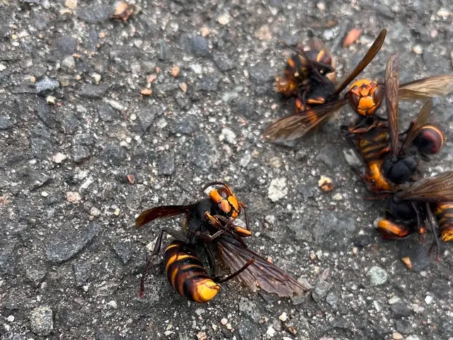 【依頼〜駆除まで迅速対応‼︎】丁寧な蜂の巣駆除で安心と満足をお届けします！サービスの画像