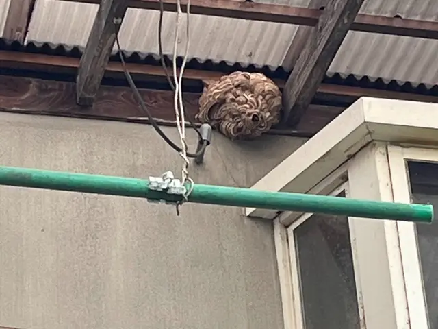 【依頼〜駆除まで迅速対応‼︎】丁寧な蜂の巣駆除で安心と満足をお届けします！サービスの画像